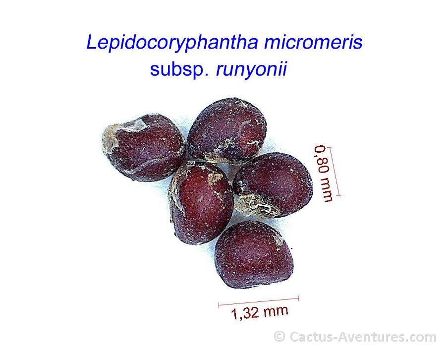 Lepidoryphantha macromeris v. runyonii